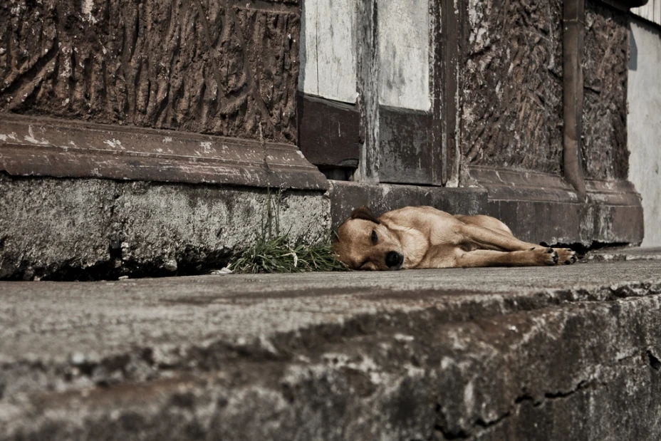 Mata perros de la Condesa