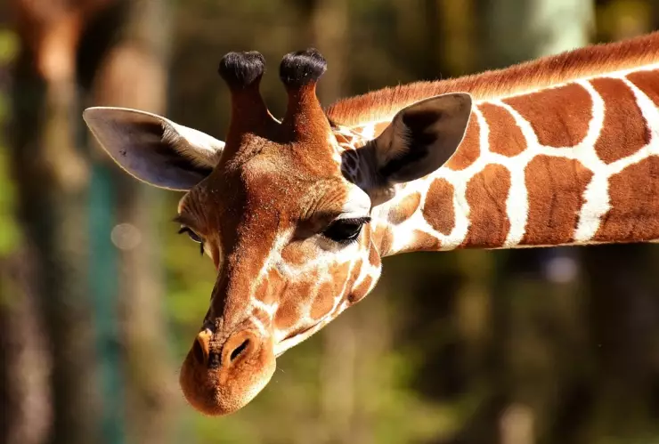 Benito la jirafa comienza a concoer su nuevo hogar