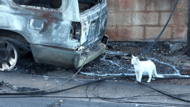 Incendio en Maui cómo donar a las mascotas afectadas en Hawai.png