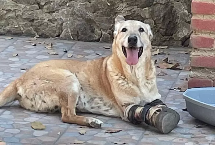 perro con prótesis sentado.