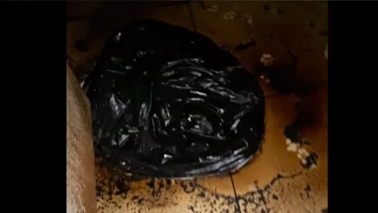 VIDEO: Así encontraron dentro de bolsas negras restos de animales durante rescate en Culiacán; rescatan a perros atrapados