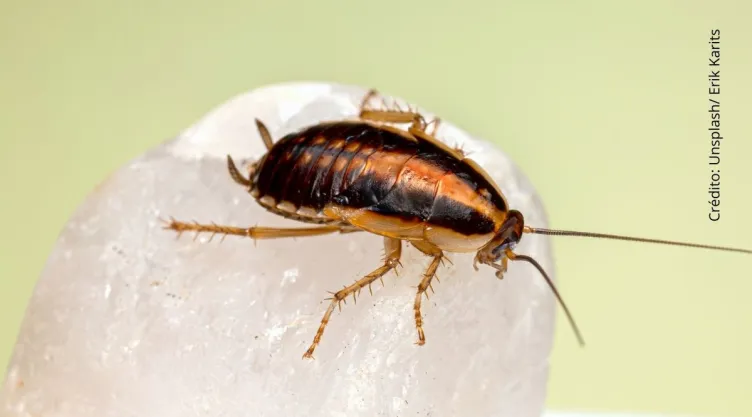 Fue al doctor por un dolor de cabeza, tenía una cucaracha en el oído.
