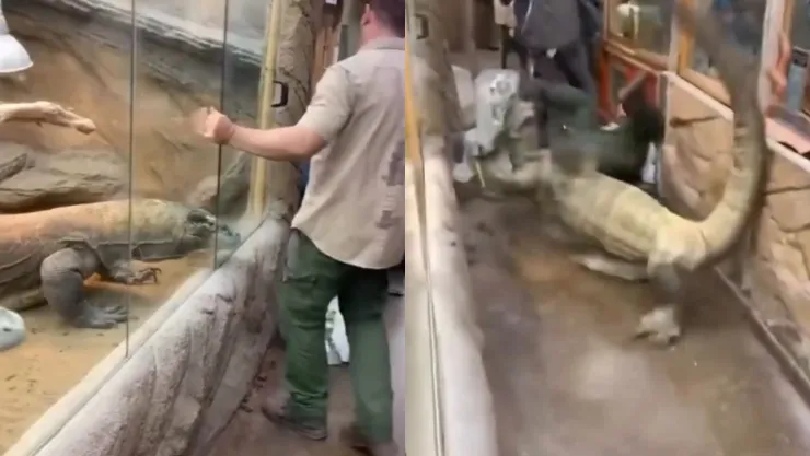 Brutal VIDEO | Dragón de Komodo escapa de su jaula y ataca ferozmente a su cuidador
