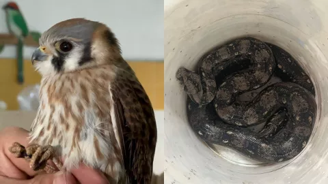 Rescatan a una boa y un halcón en Guadalajara