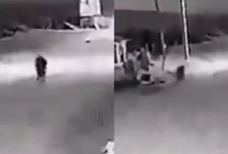 Perro se convierte en humano