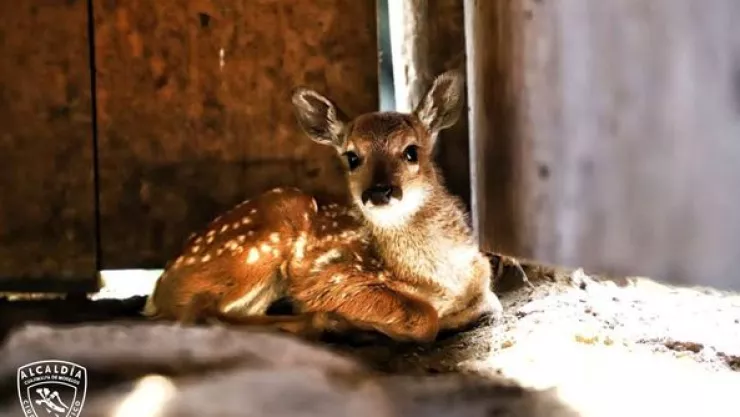 Nacen 5 venaditos cola blanca en el Desierto de los Leones