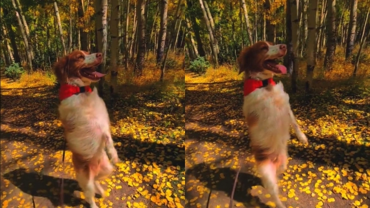 Dexter es el perrito que camina en dos patas y es viral en Tik Tok