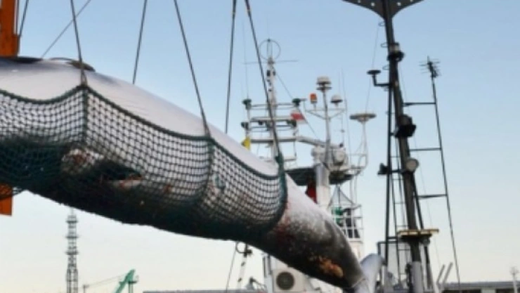 Cacería de Ballenas