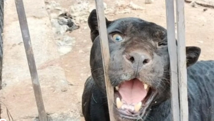 Jaguar negro ataca a niña en ciudad juarez chihuahua
