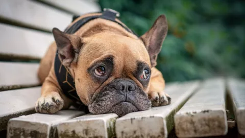 Un perro fue abandonado en el aeropuerto luego de que a su dueña no se le permitió viajar con la mascota