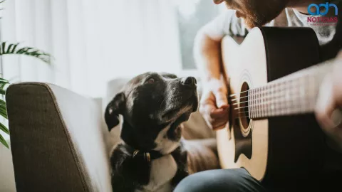 Bienestar animal con música 