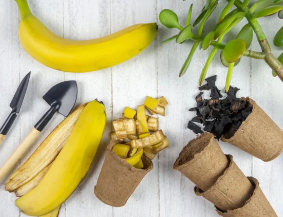 Abono con cáscara de banana
