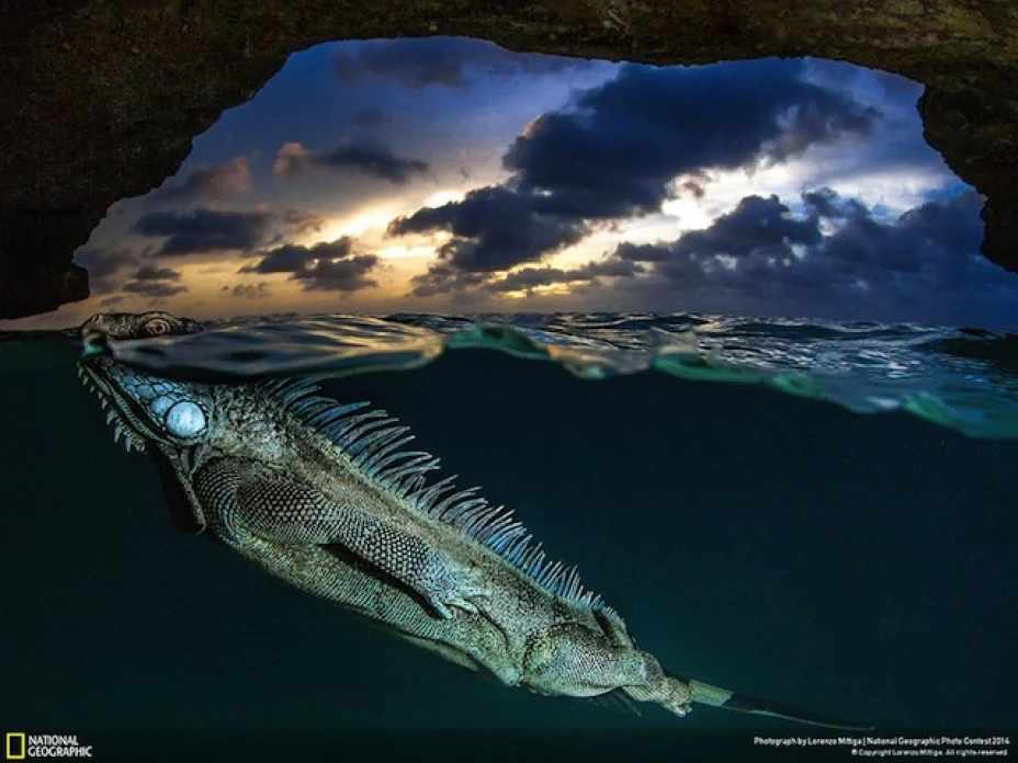 iguananatgeo.jpg
