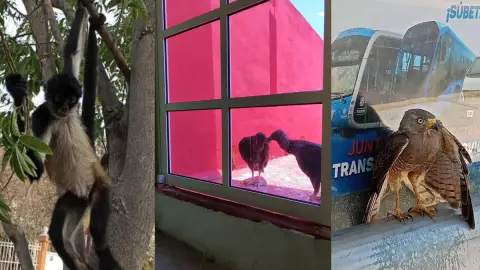 FOTOS_ Reportan desplazamiento de animales que buscan refugio por CALOR EXTREMO en Yucatán