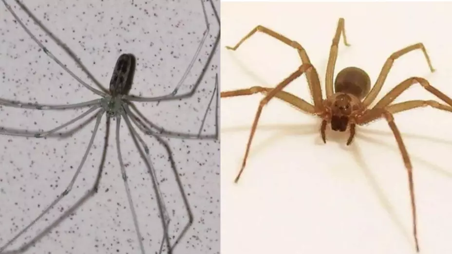 ¡No solo la araña violinista! El insecto que acecha tu casa y se esconde en estos lugares