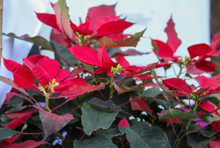 Tendrá Morelos Primer Festival de Flor de Nochebuena Silvestre