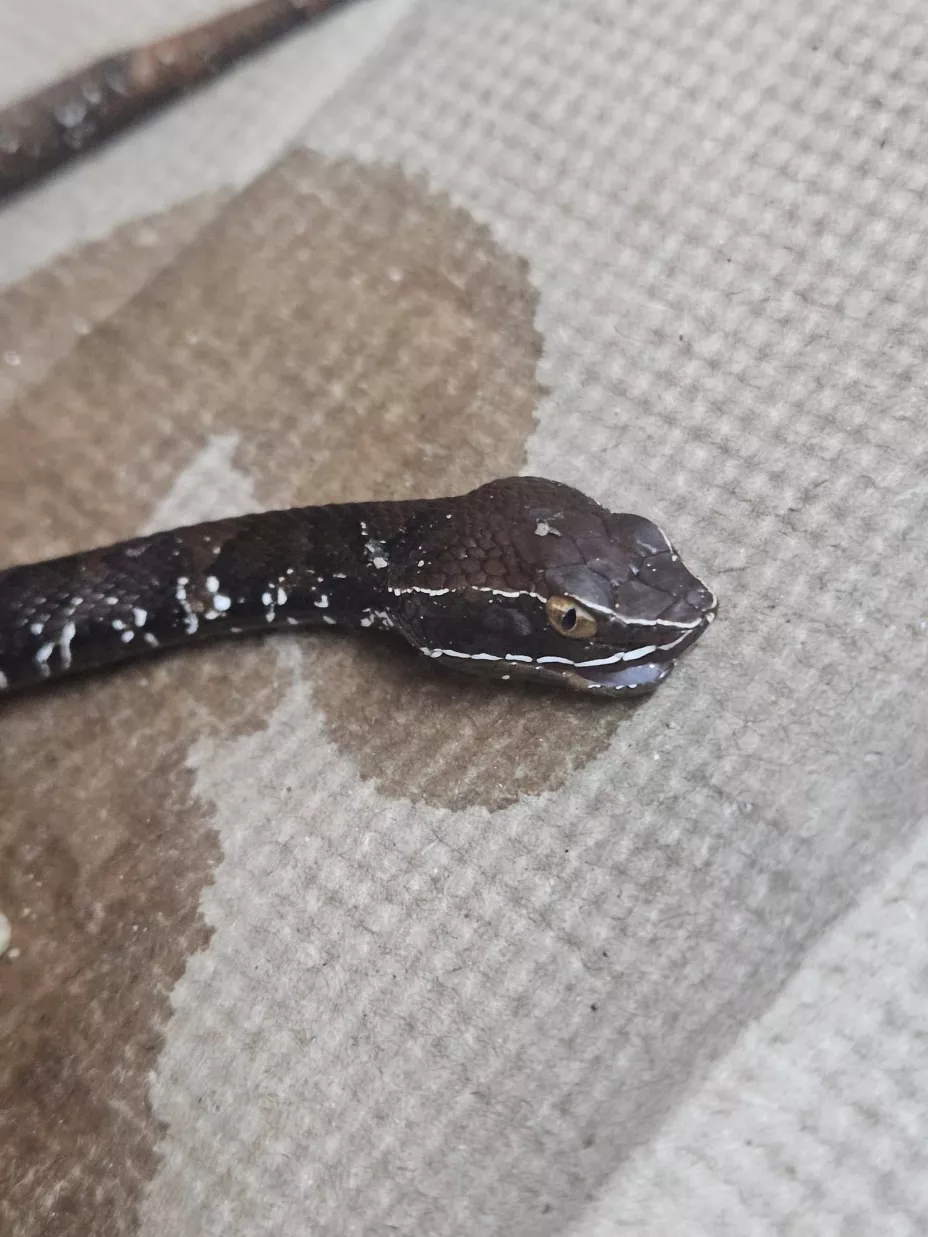 huolpoch serpiente venenosa yucatan.jpg