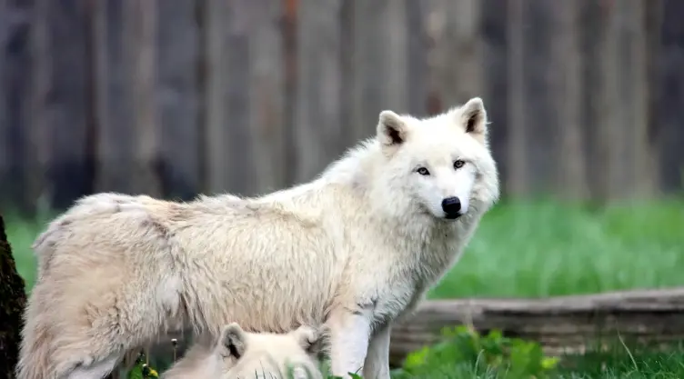 Así fue como el amistoso y noble lobo blanco engañó a las usuarias de TikTok