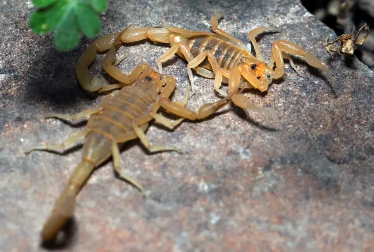 ¿Es verdad que los alacranes siempre andan en pareja? La verdad sobre este mito