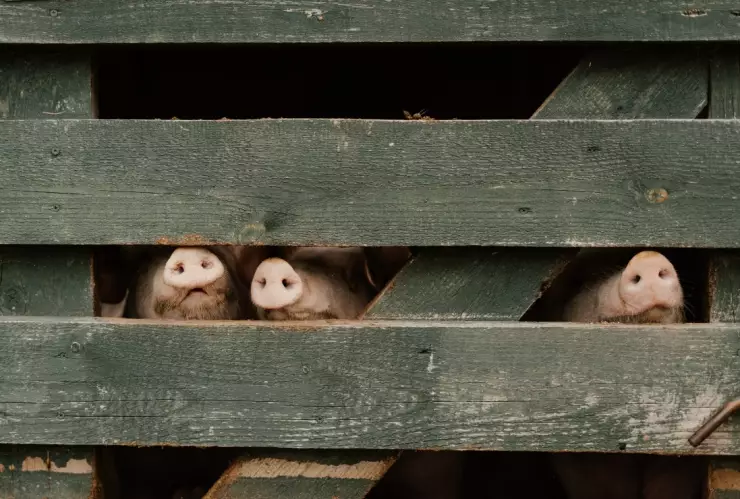 zoonosis qué es ejemplos enfermedades