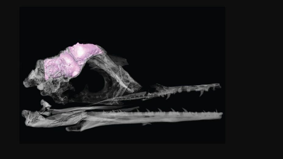 Cerebro, aves, dinosaurios.jpg