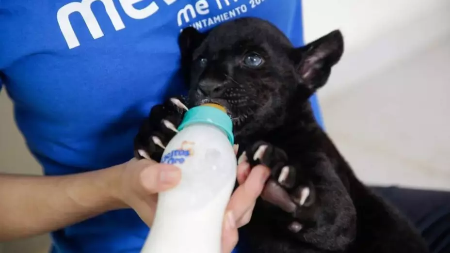 cachorro jaguar merida .jpg