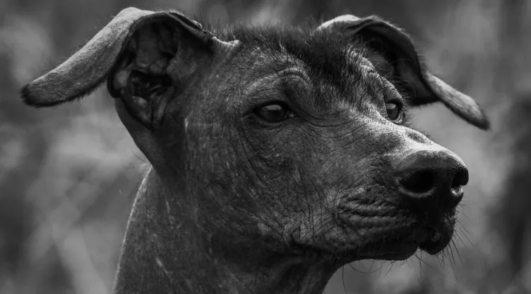 /arqueologia/cual-era-vision-mesoamericanos-xoloitzcuintle