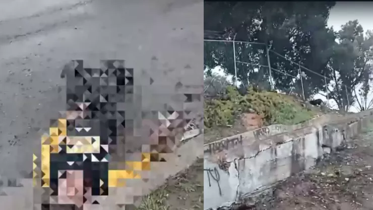 ataque-perros-Tijuana