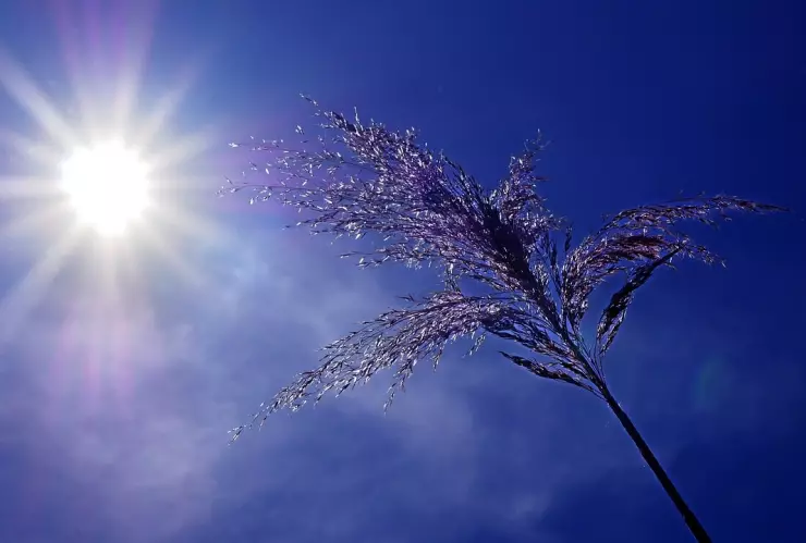 ola de calor en México puebla hoy
