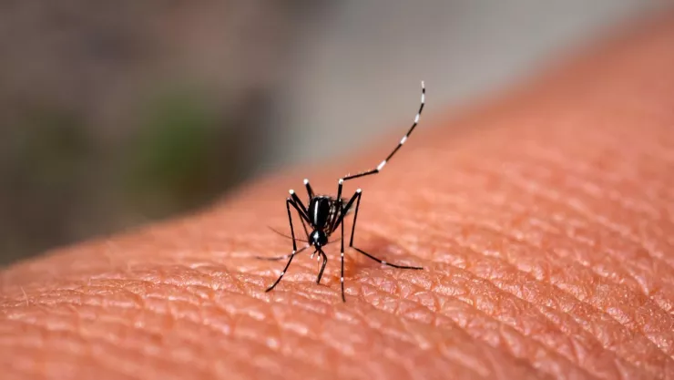 Fiebre Chikungunya síntomas