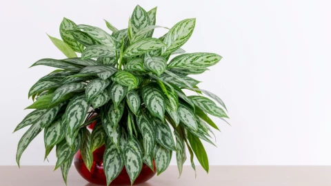 Aglaonema María