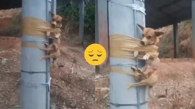 Perrito atado