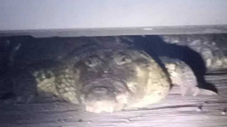 FOTOS_ Enorme cocodrilo fue hallado en un vehículo en Progreso, ¿qué sucedió con el reptil