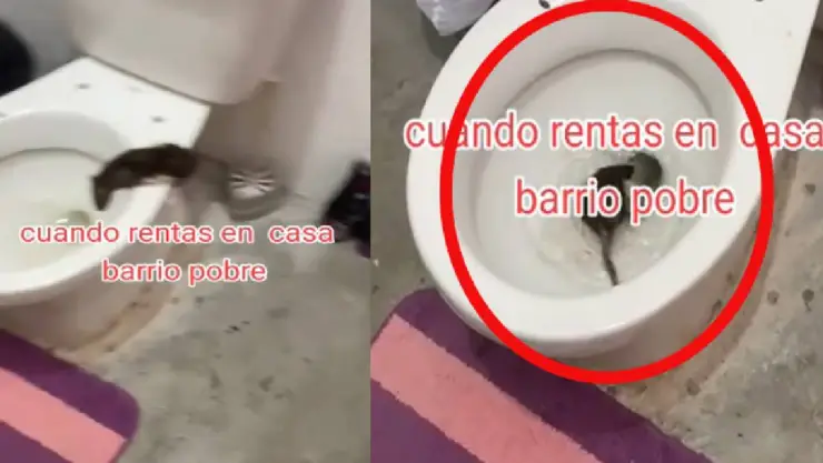 Rata escapa por inodoro TikTok