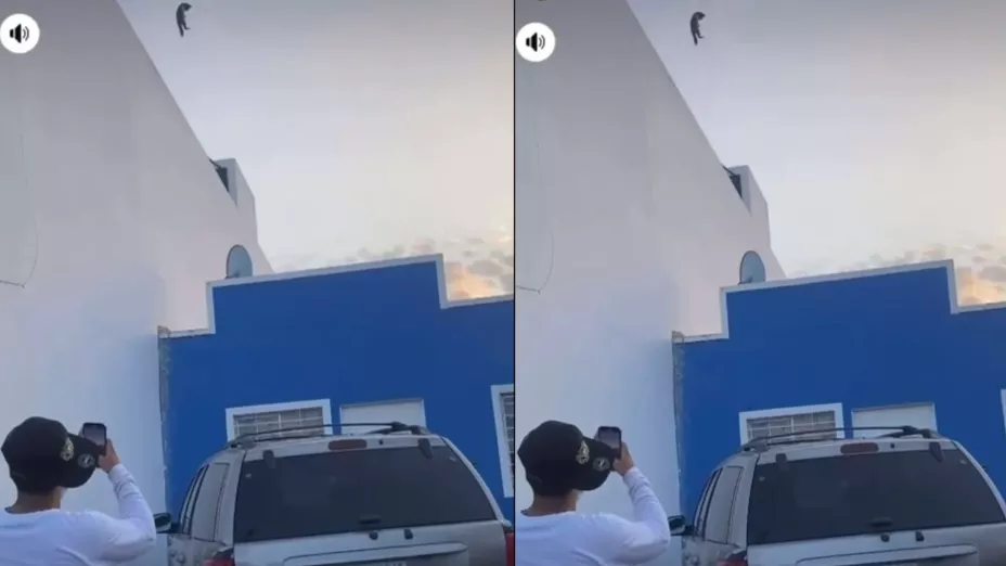 Trabajadores de Hot Dogs en Mazatlán maltratan a gato.