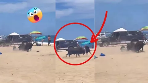 TORO EMBISTE A MUJER