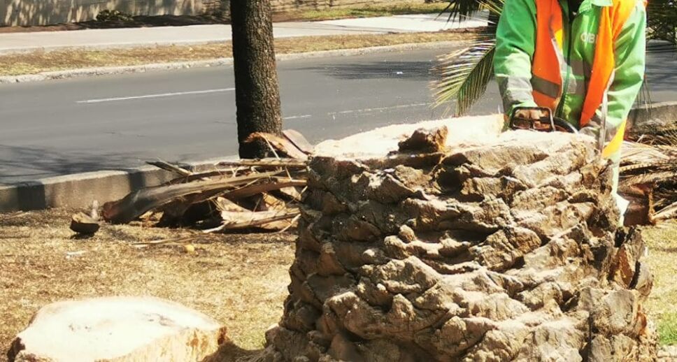 Tronco de palmera enferma.jpeg