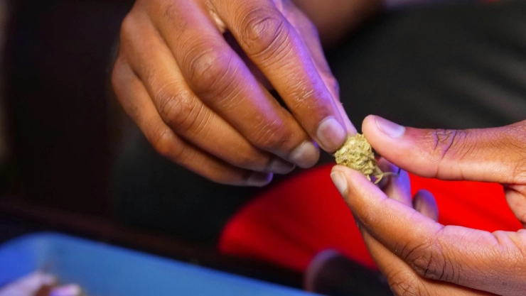 El “kush” combina varias sustancias como el fentanilo y los efectos de la cannabis.