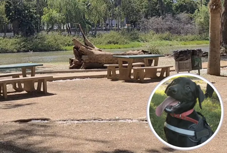 Perros en parque Las Riberas