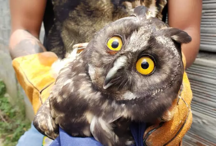 Búho muere apedreado por desconocidos; es una especie en vía de extinción 