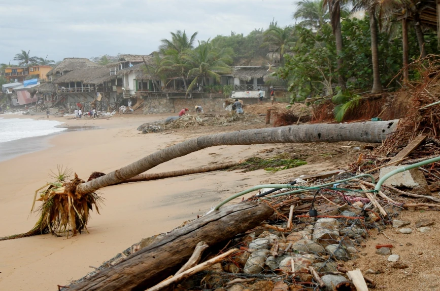 Testigo del huracán: Una palmera derribada por “Erick” en la costa de San Agustinillo.