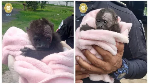 Rescatan a monito aullador que deambulaba en azoteas de Iztapalapa