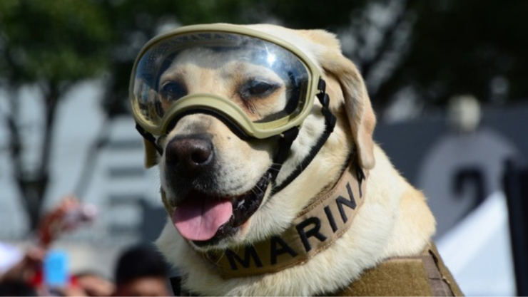 Frida, Ecko, ¿qué ha pasado con los perritos rescatistas del 19S.