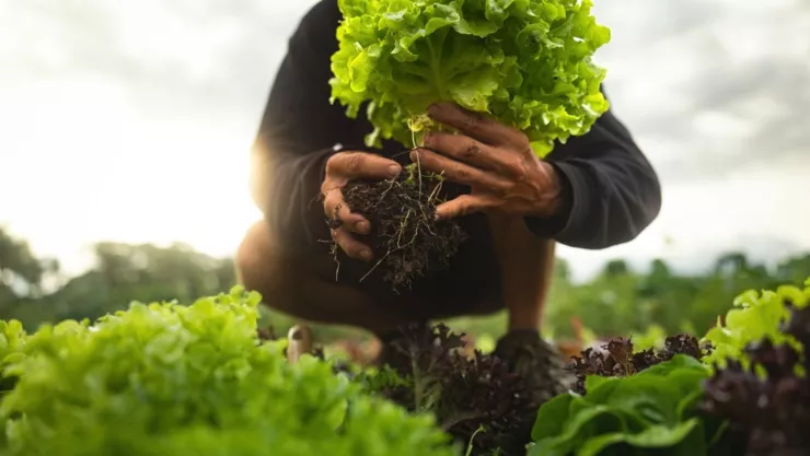Una persona trabaja en la agricultura.