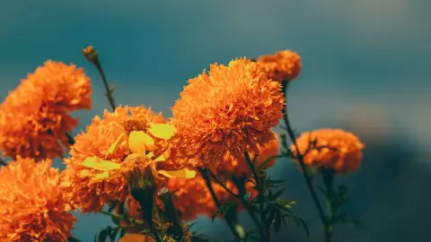 Día de Muertos 2023 Así diferenciarás el cempasúchil chino del mexicano