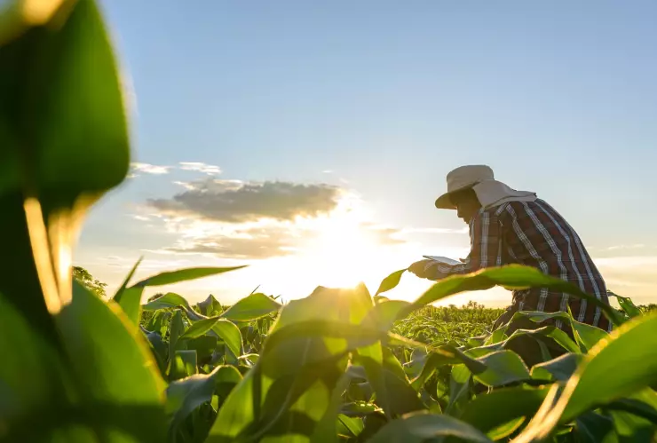 Un trabajador agrícola en Estados Unidos