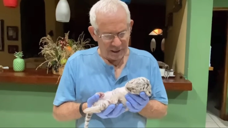 VIDEO: Murió Nieve, la bebé tigre de bengala que nació en el Zoológico de Nicaragua