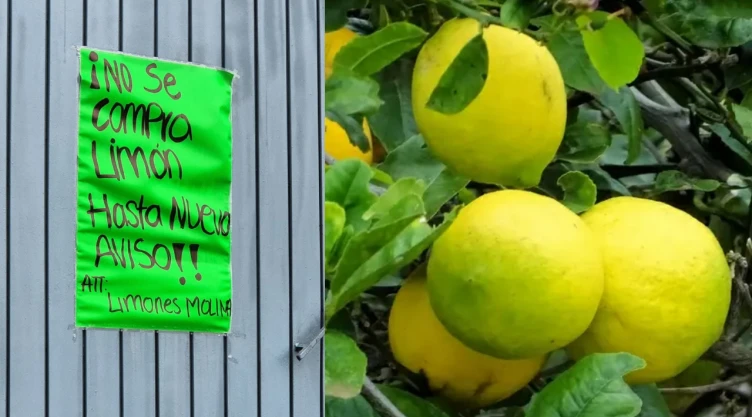 Limoneros suspenden actividades_ Exigen mayor seguridad en Buenavista, Michoacán
