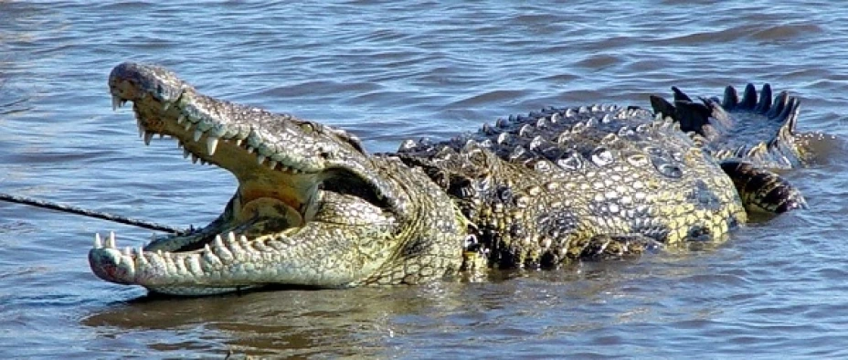 El cuerpo no tenía una pierna, misma que presuntamente fue devorada por los cocodrilos