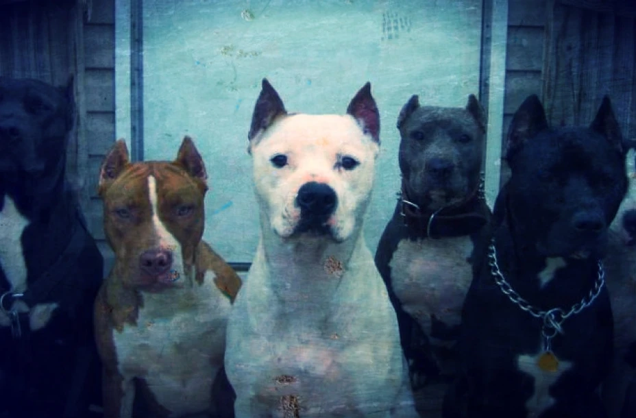 Perros encerrados